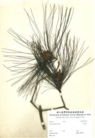 藏品(琉球松)的圖片